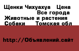 Щенки Чихуахуа › Цена ­ 12000-15000 - Все города Животные и растения » Собаки   . Томская обл.